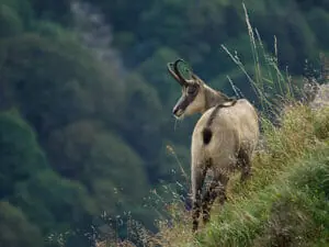 Chamois with light fur on a steep mountain pasture in the summer.