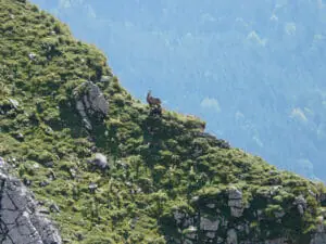 Chamois in high mountain regions