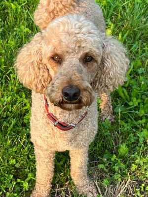 Image 1 from Gabriela of Ecco - Women's Offroad Yucatan Sandal - Sandals