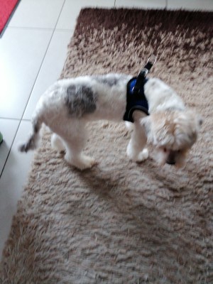 Image 1 from Ruth of Hunter - Harness Hilo Comfort - Dog harness