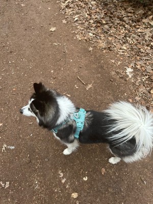 Image 1 from Mandy of Ruffwear - Front Range Harness - Dog harness