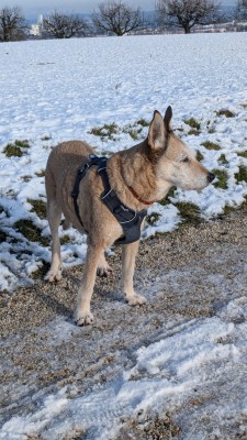 Image 1 from Sabina of Ruffwear - Front Range Harness - Dog harness
