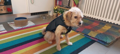 Image 1 from Thomas of Ruffwear - Quinzee Insulated Jacket - Dog coat