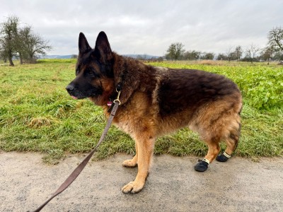 Image 1 from Claudia of Ruffwear - Summit Trex Shoe - Dog boots