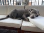 Image 2 from hessameddin of Ruffwear - Kibble Kaddie - Dog accessories