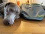 Image 1 from hessameddin of Ruffwear - Kibble Kaddie - Dog accessories