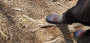 Image 5 from Thomas of Salewa - Dropline Mid - Walking boots