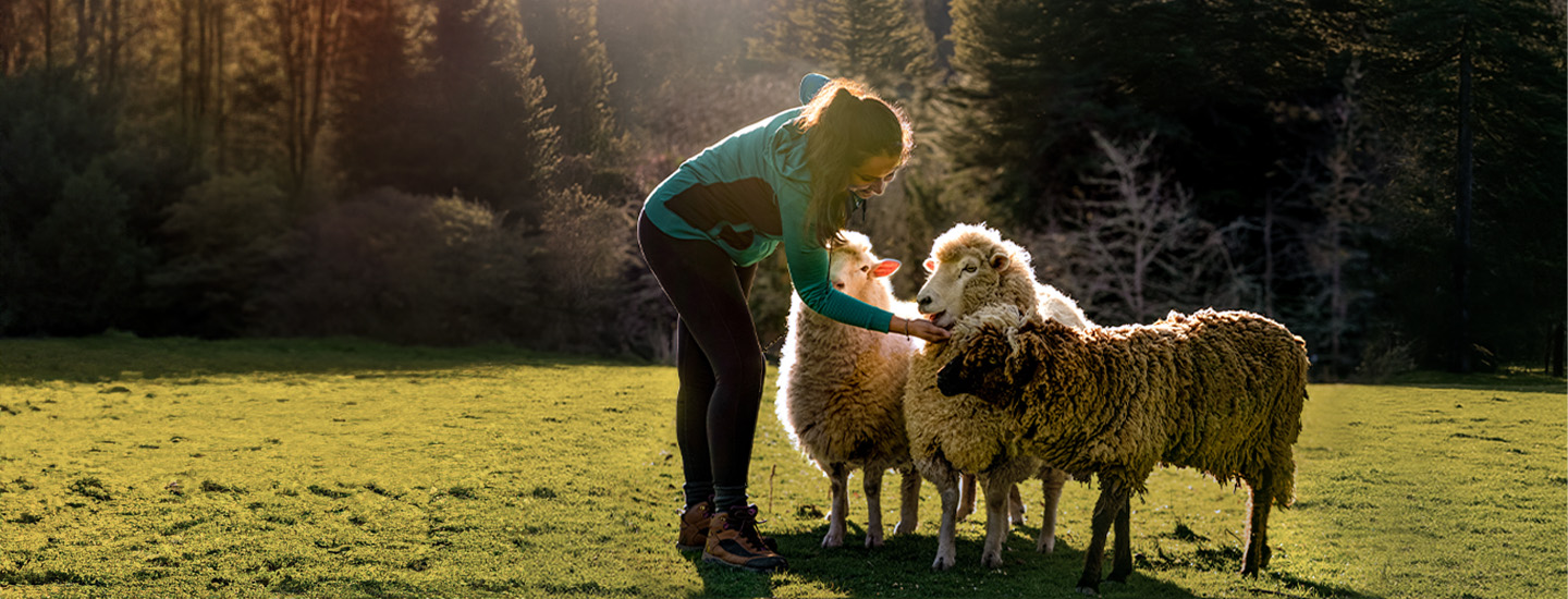 Merino